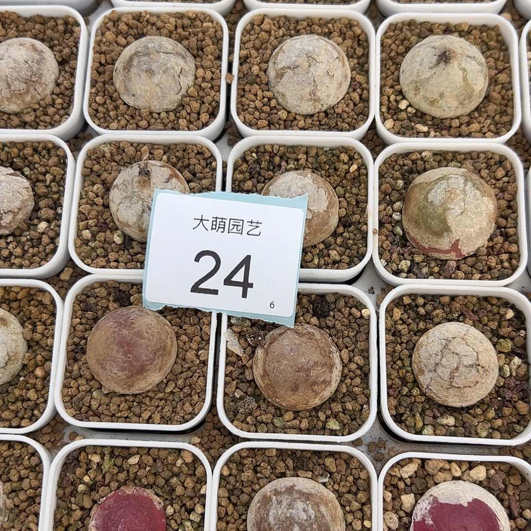 000024量拍大灯泡1颗尺寸不低于2.0脱土发