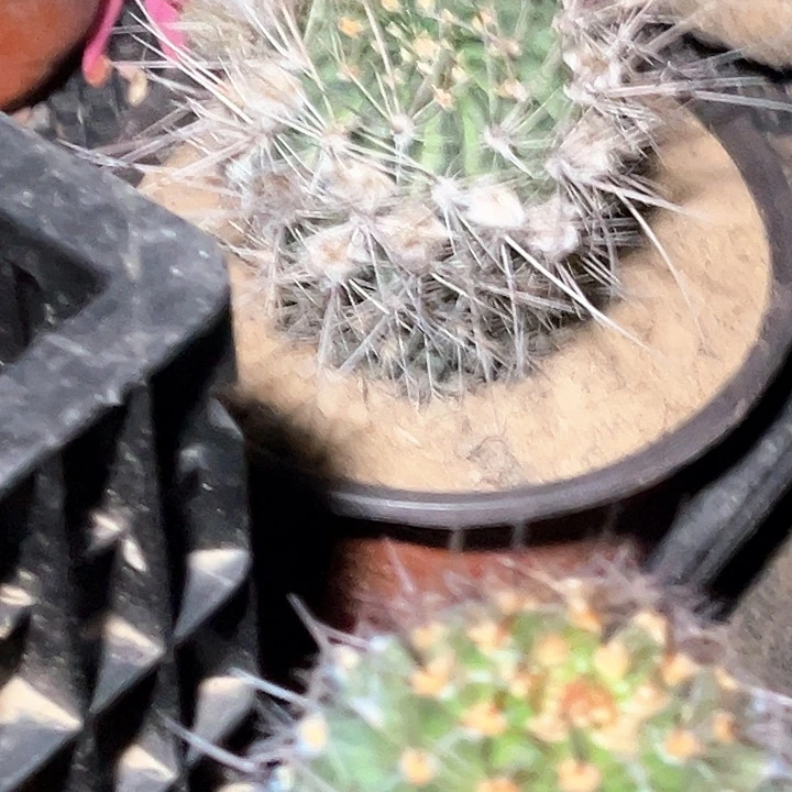 白开水寄养的四颗发货