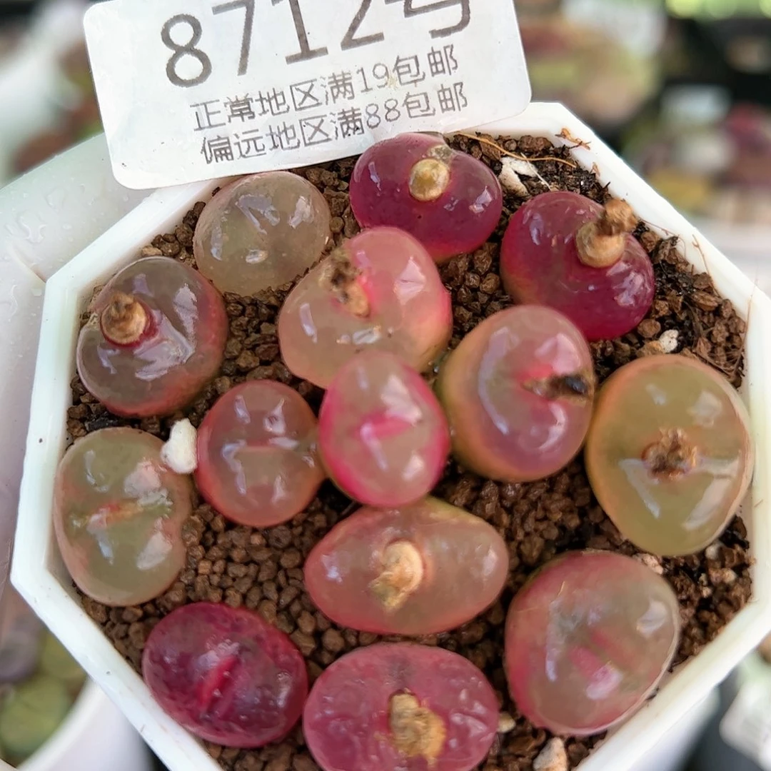 好养易活生石花大母本8712