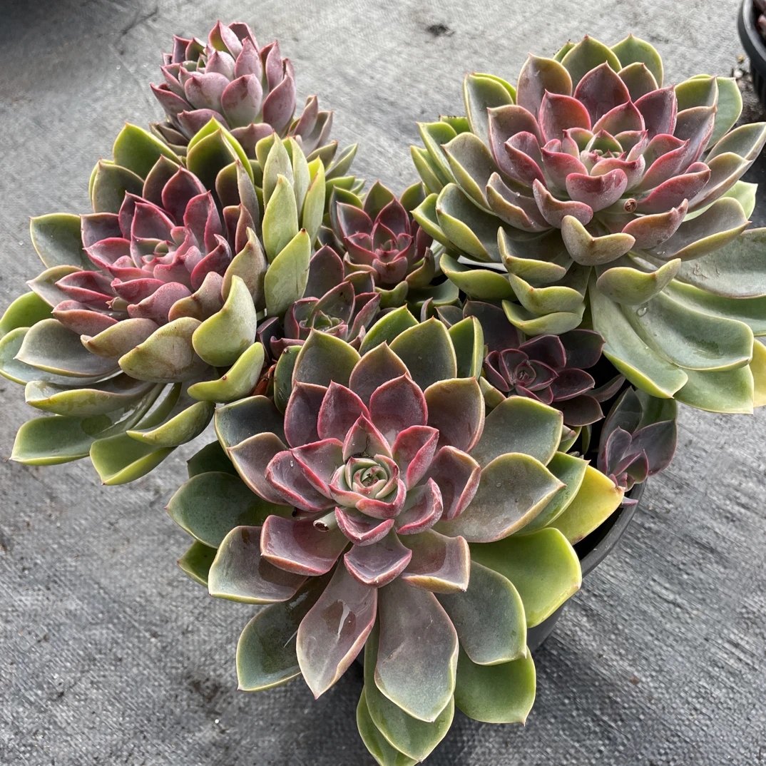 大号琼斯 金金精品多肉植物