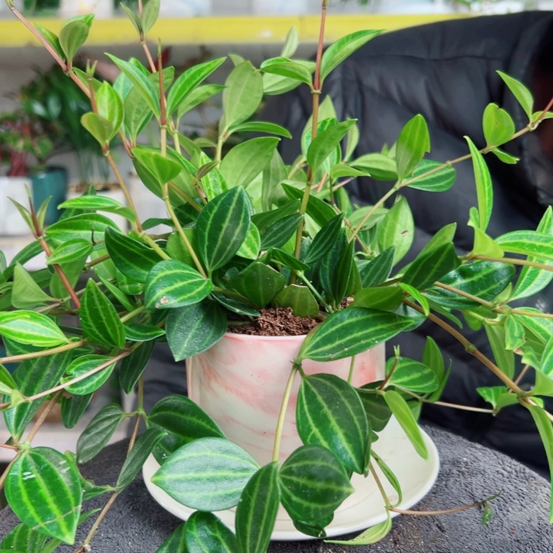 九***月无花朵93