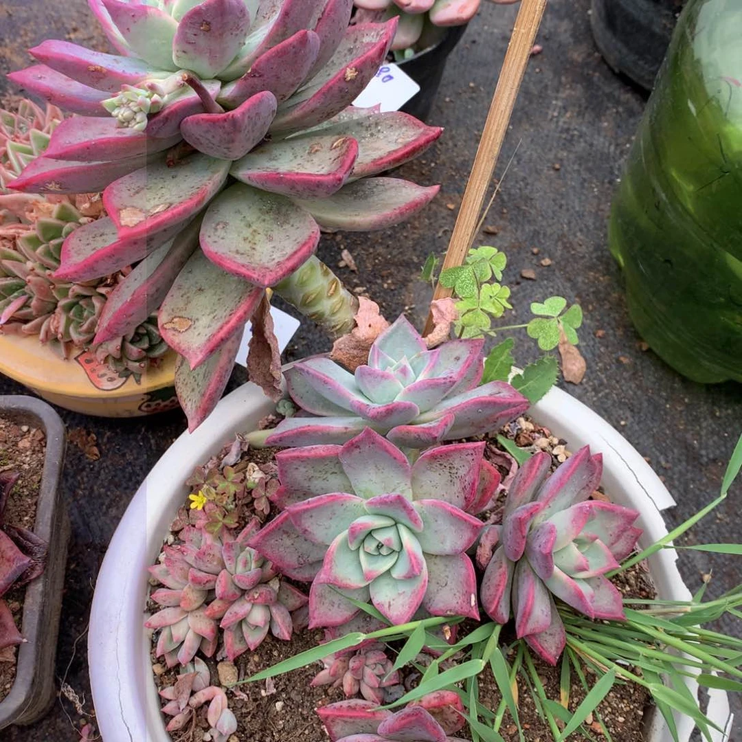 冰月一物一拍25-81