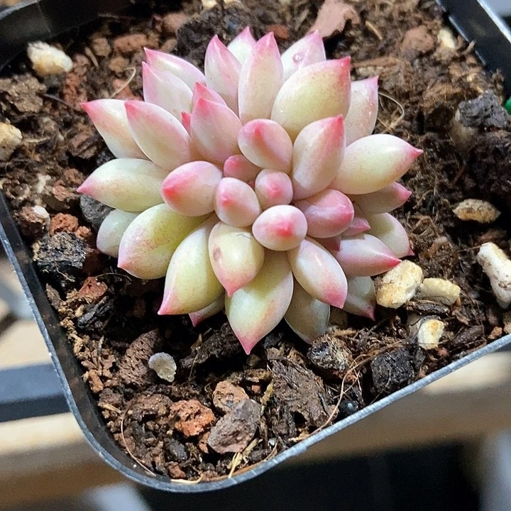 多肉植物虞美人835