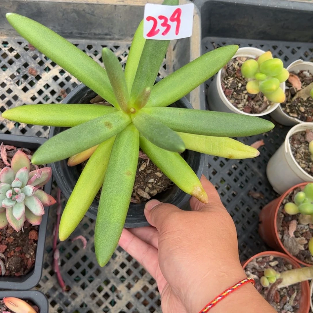 【闪购商品】椰子树。 239。 11111111