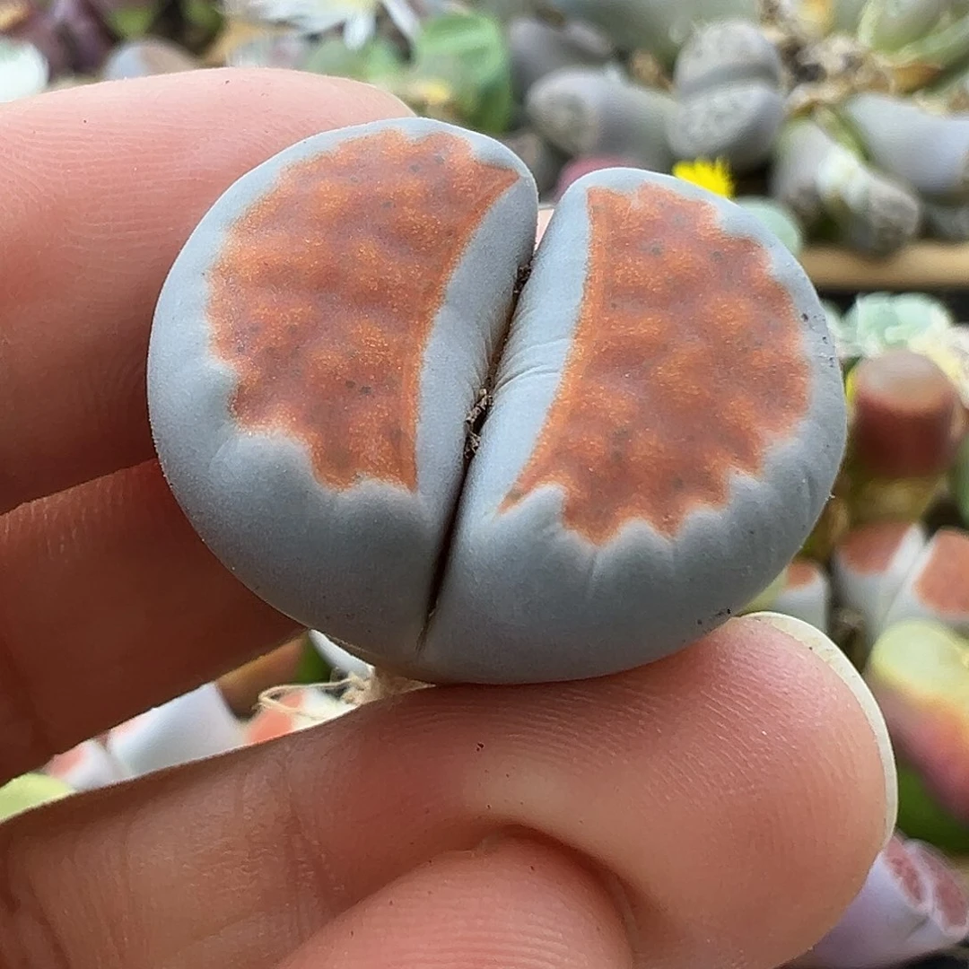 2715生石花福利清