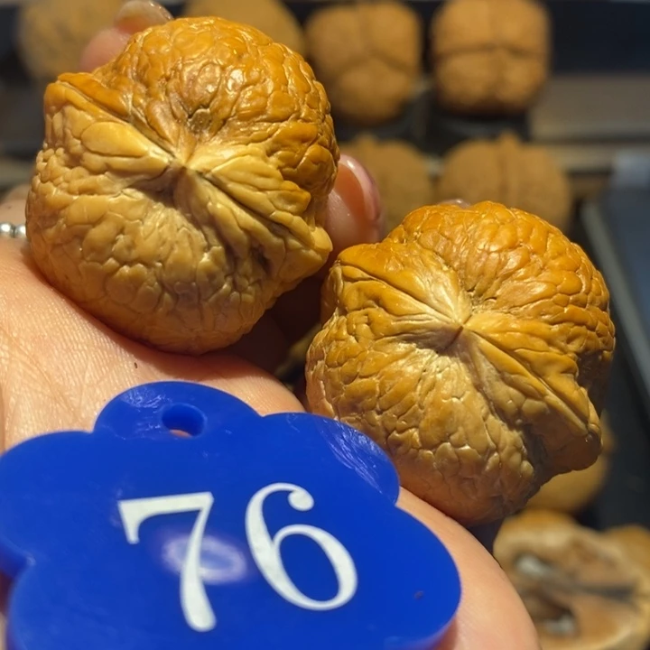 核桃七彩大西瓜尺寸35