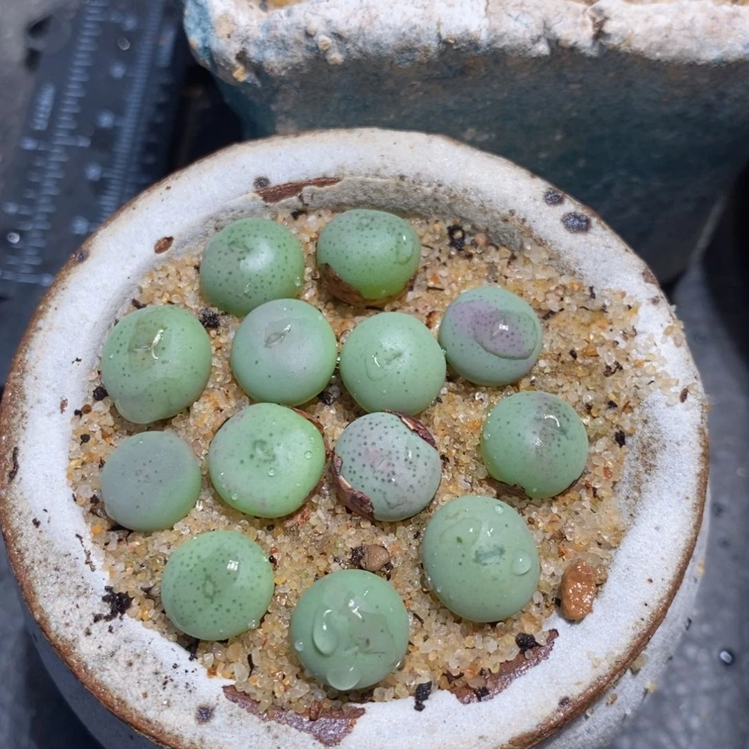 小拳拳两颗一组。