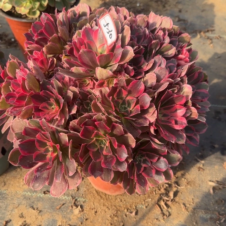 5-30皇后多肉不包售后