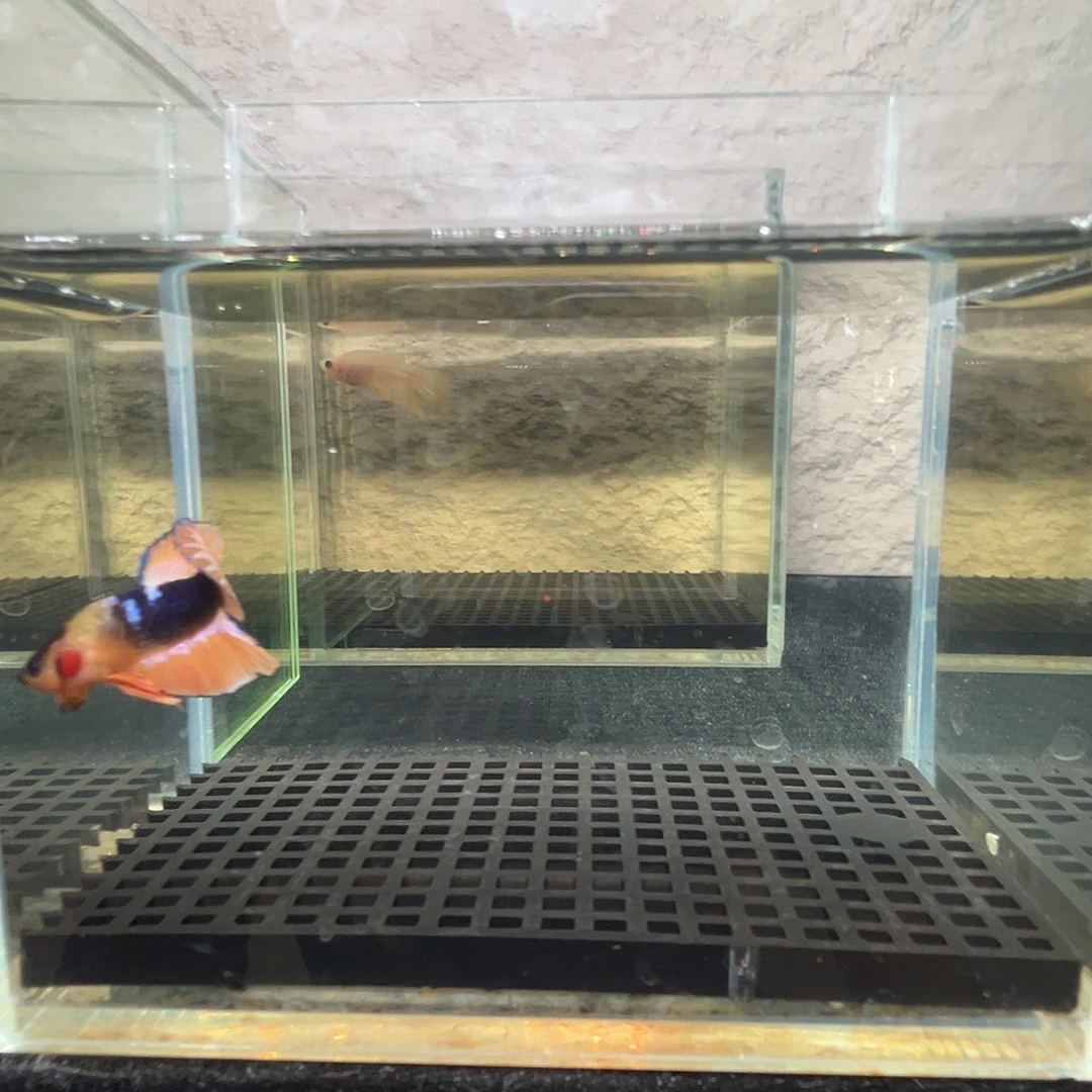 斗鱼啊浩泰斗11日49