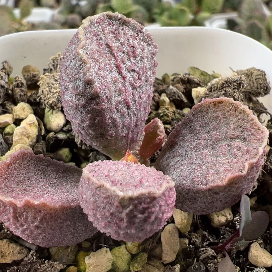 实生新品多肉植物水泡