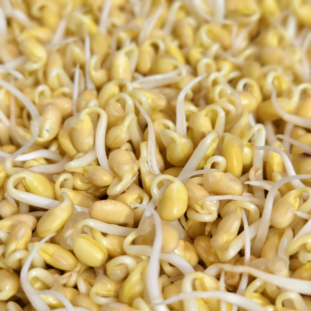 农家豆芽带根黄豆芽传统工艺乡村味道