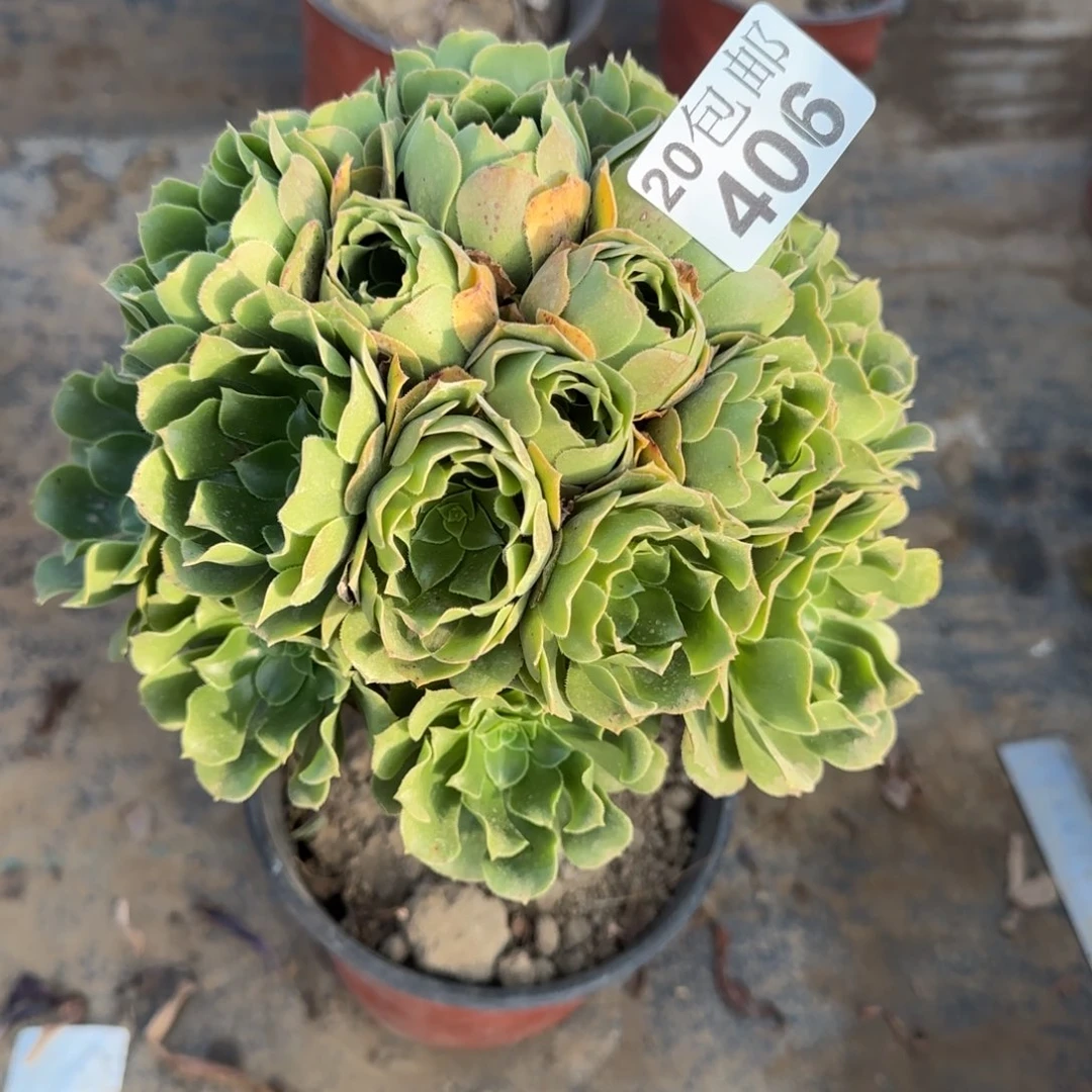 绿羊绒406满20包邮断枝不包