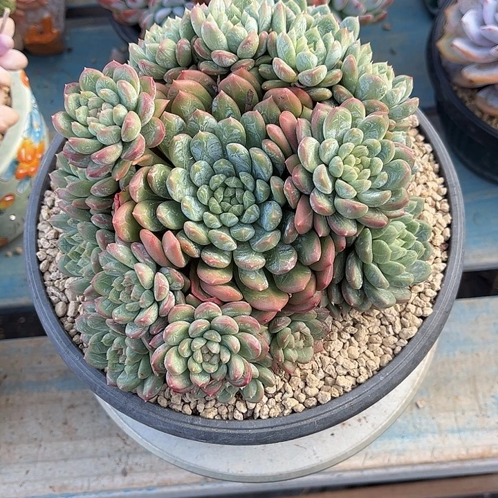 多肉植物一物一拍