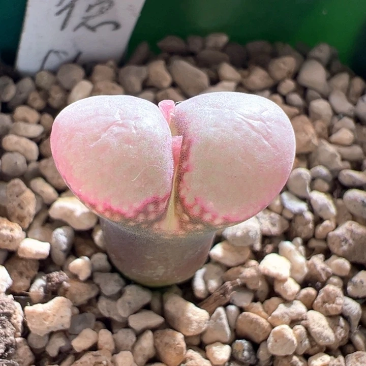 A482.  优选兔兔种源超仙粉窗德系c10.