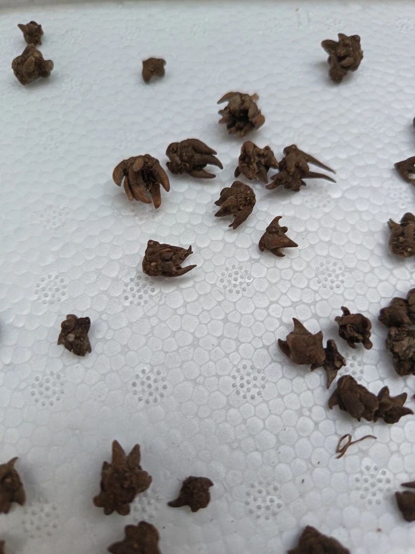 精选猫猫草猫公草猫爪草可用于煮水的优质选择