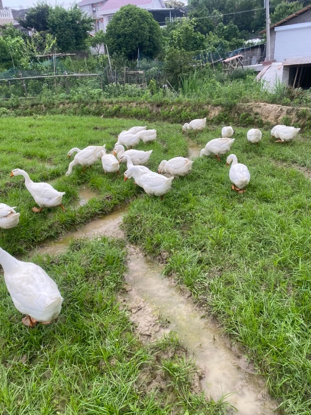 农家新鲜散养大白鹅活鹅大老鹅以直播间为准农家散养大鹅