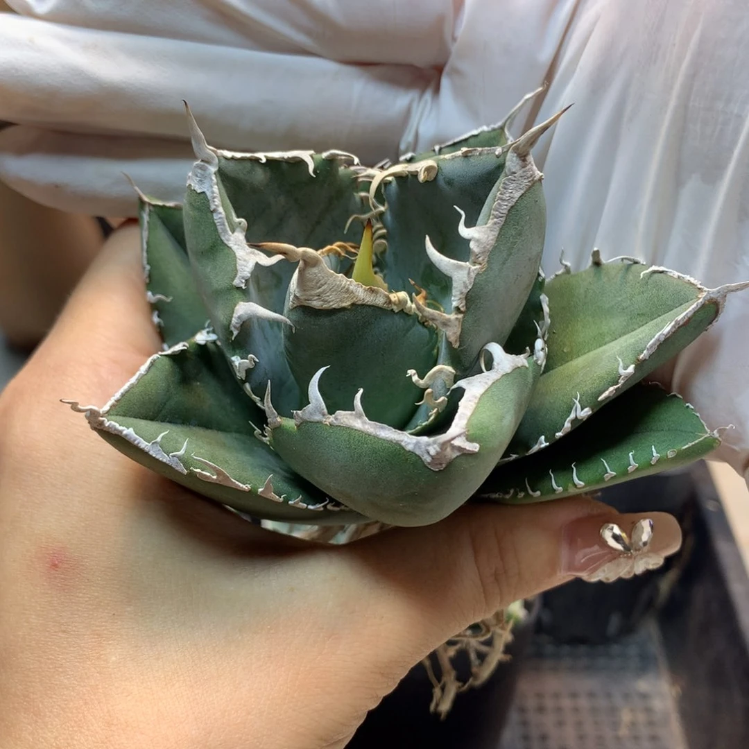 立可白   龙舌兰 叶展   7公分起发