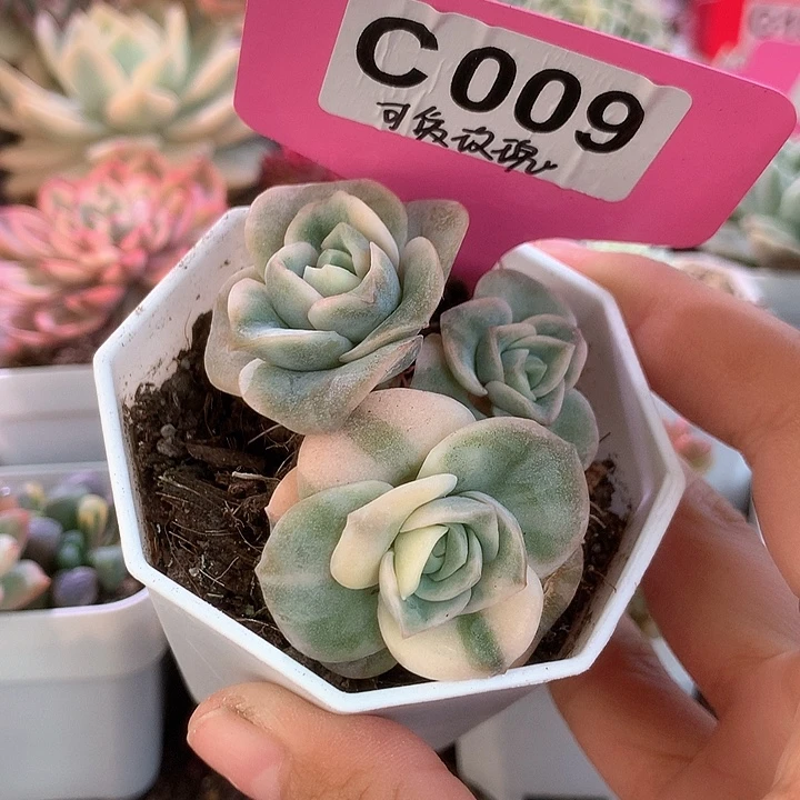 可爱玫瑰群生有根