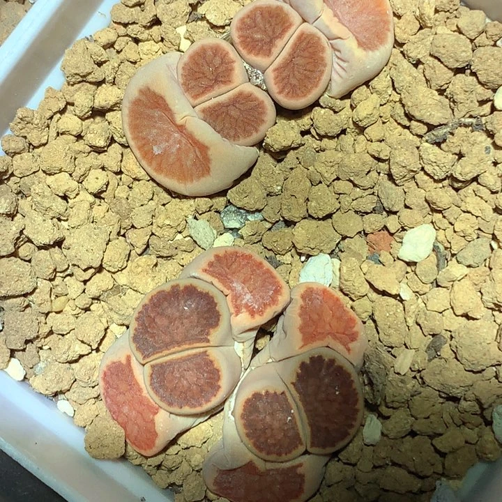 精品多肉植物岛田红窗丝绒菊