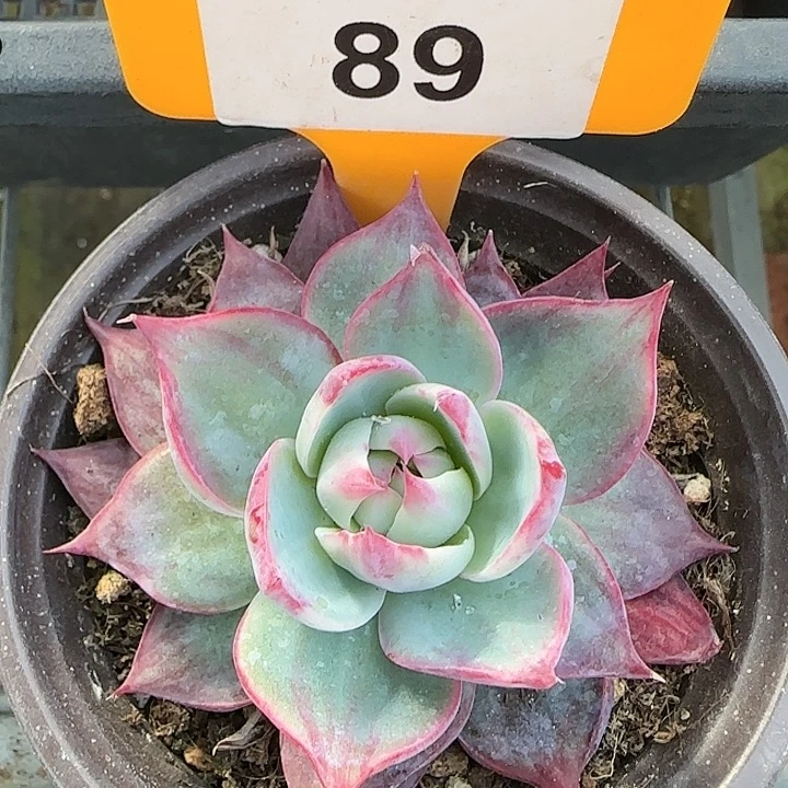 89 惊鸿仙子多肉植物6-9cm