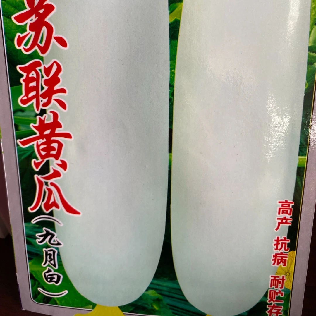 jj白黄瓜种子今年新种今年新种
