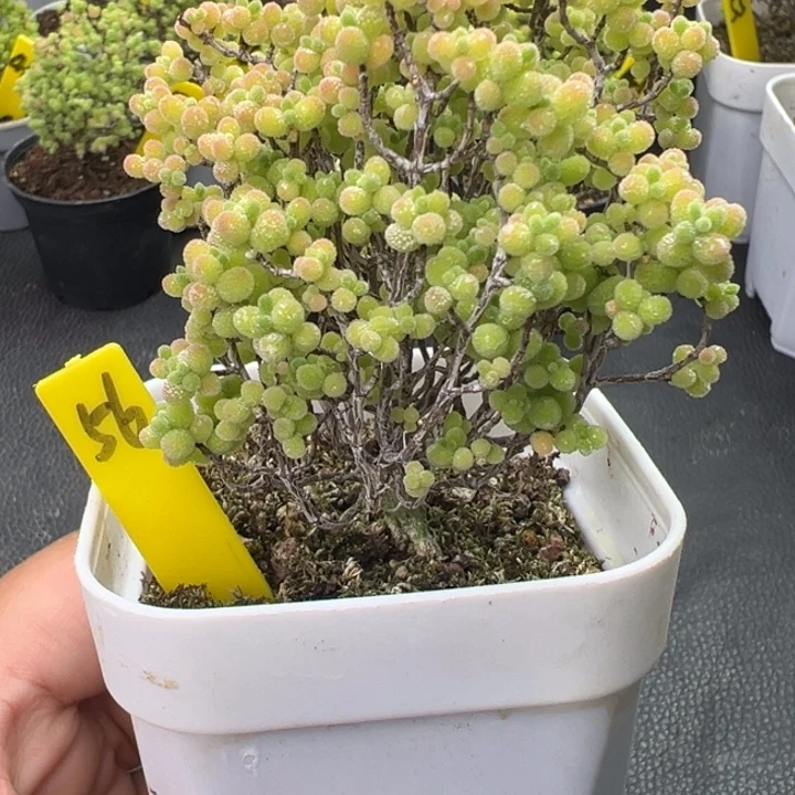 56彩色蜜橘。一物一拍