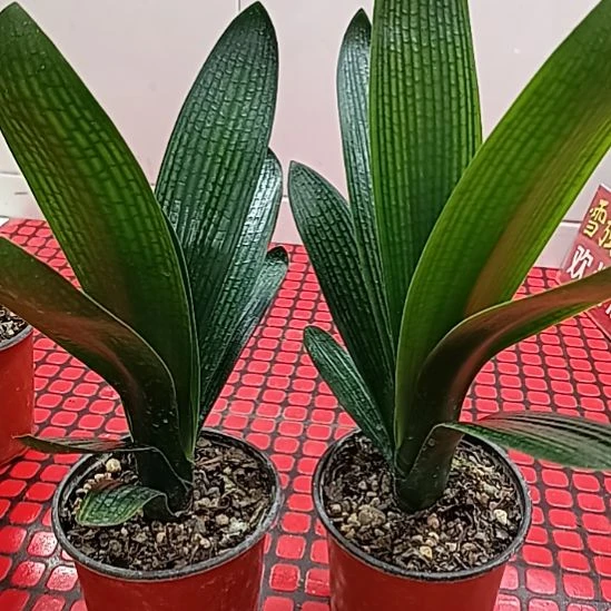 完全开放2颗花花花花花花