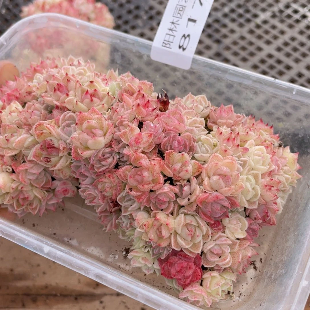 多肉植物多肉植物817