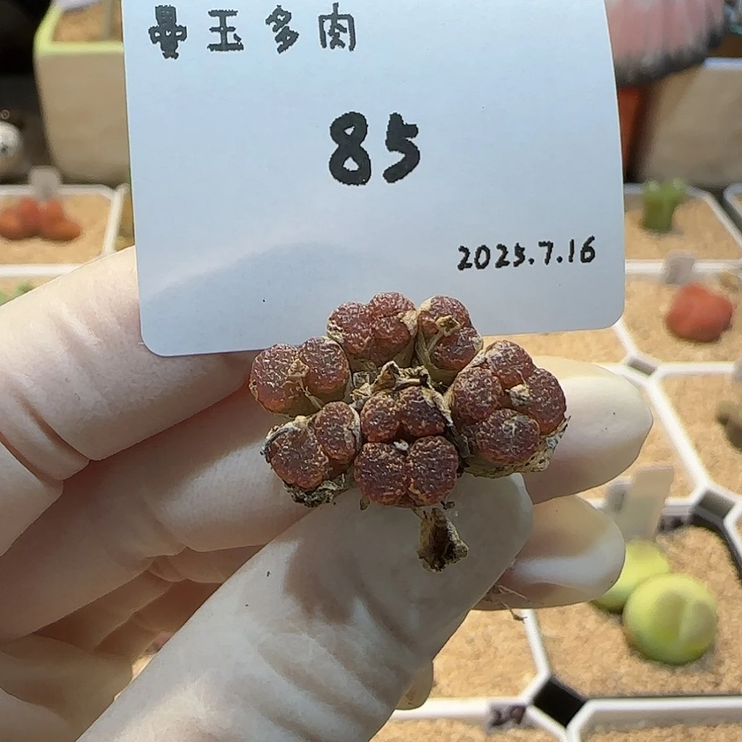 L***号多肉多肉多肉7.16-085