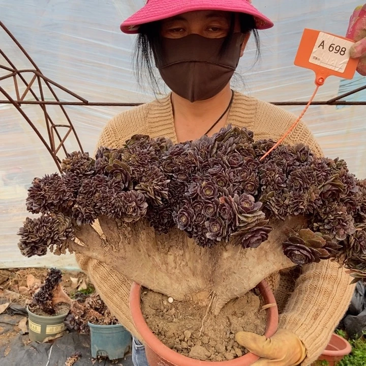 698万缀化朵朵老桩朵朵