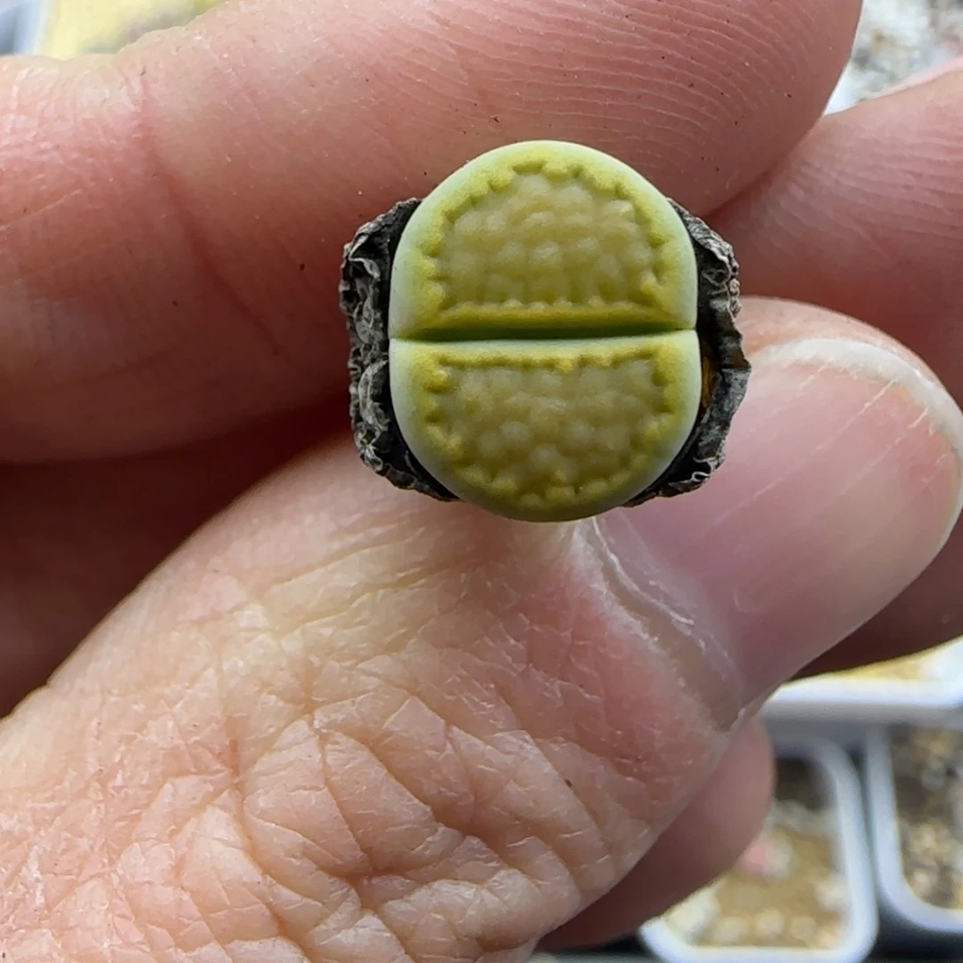 315全窗黄巴黎清框福利30包邮