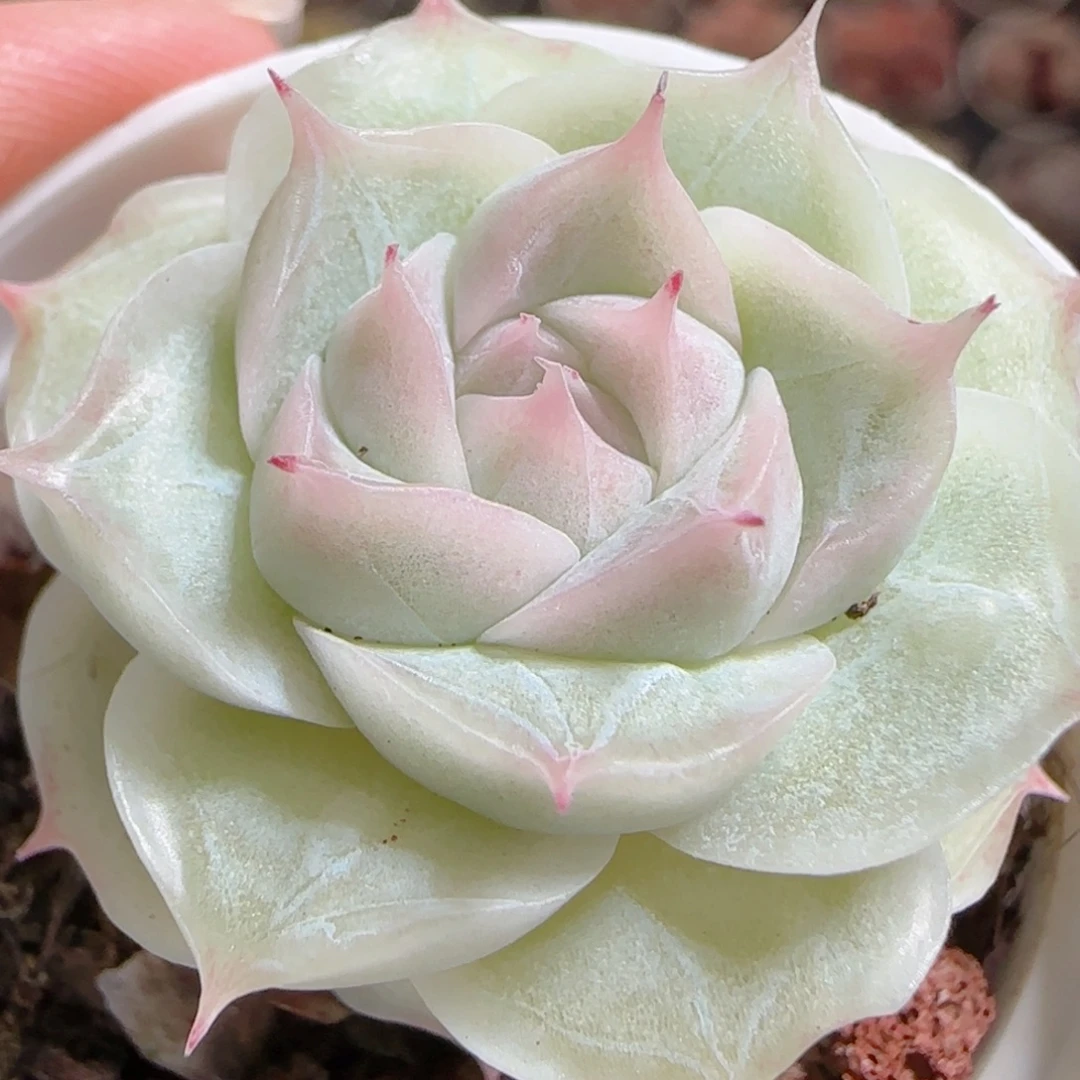 花语多肉0101-61散