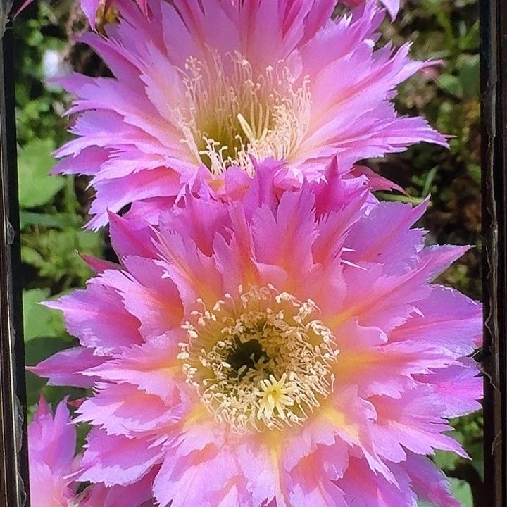 紫薇星侧芽5公分左右毛花柱