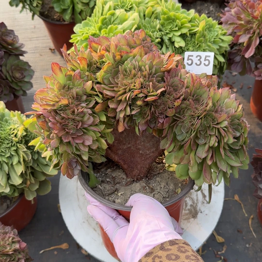 蔚***空535多肉植物万缀