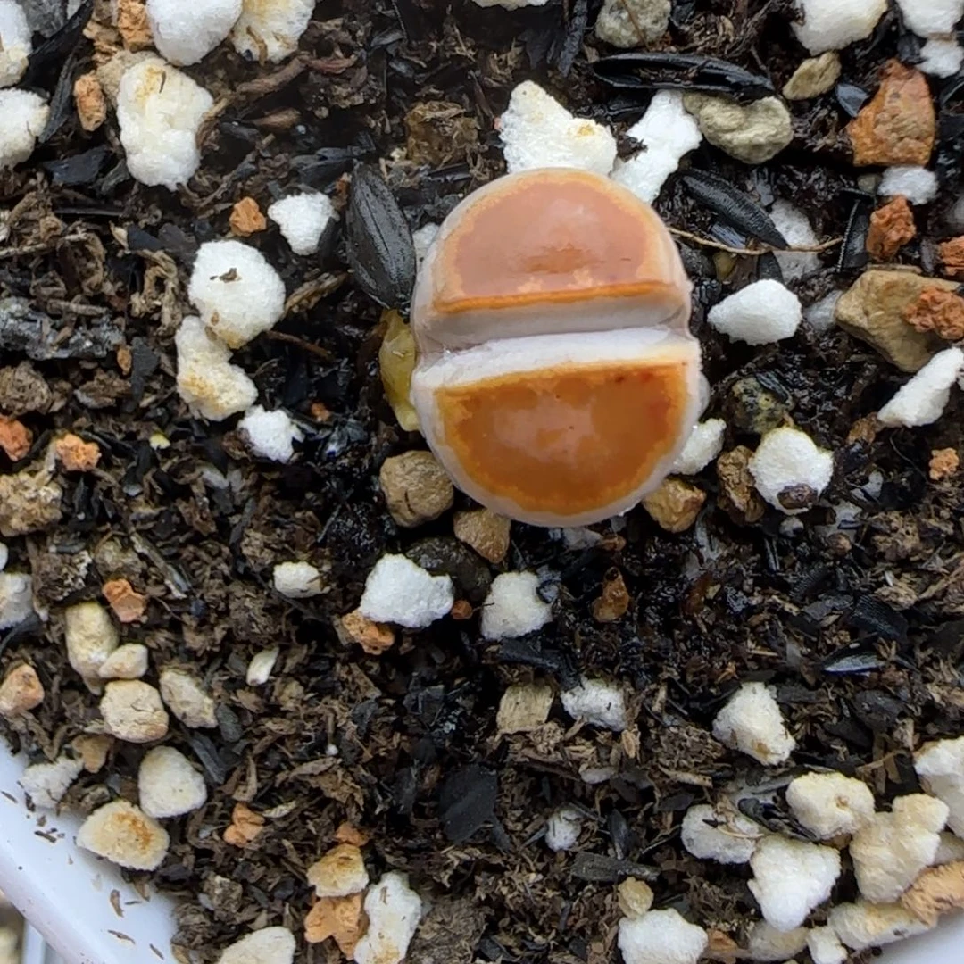 二蜕黄金饼干福利大棚直播