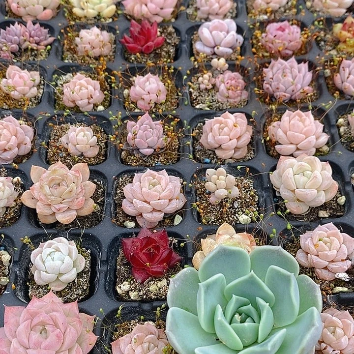 74 多肉植物盆栽花卉植物