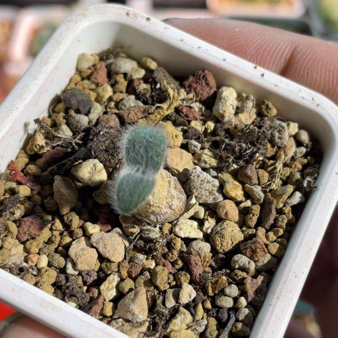 毛叶苔花石蒜植物一物一拍