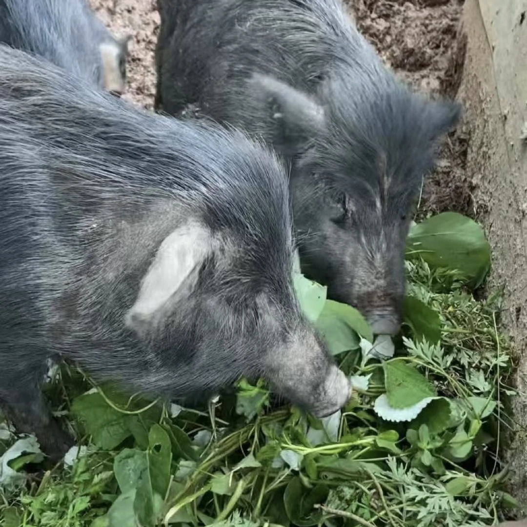 6号深山散养藏香猪跑山黑猪肉现杀精修肉质鲜美