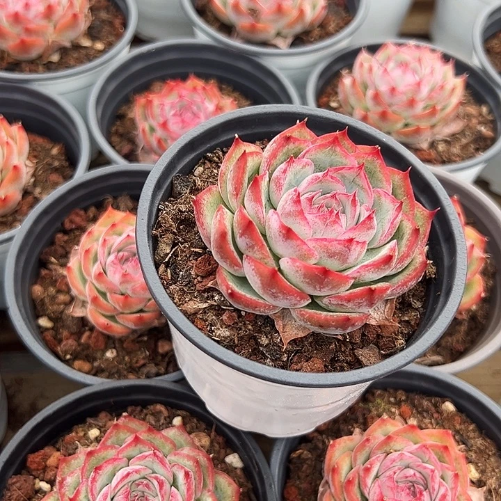 侧影      福利多多