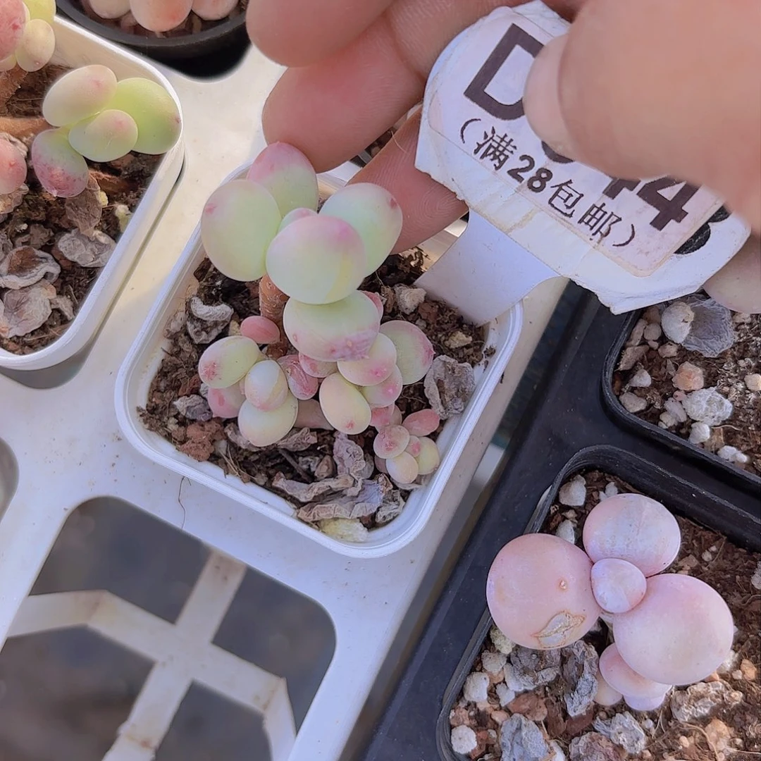 D344苹果奶一物一拍