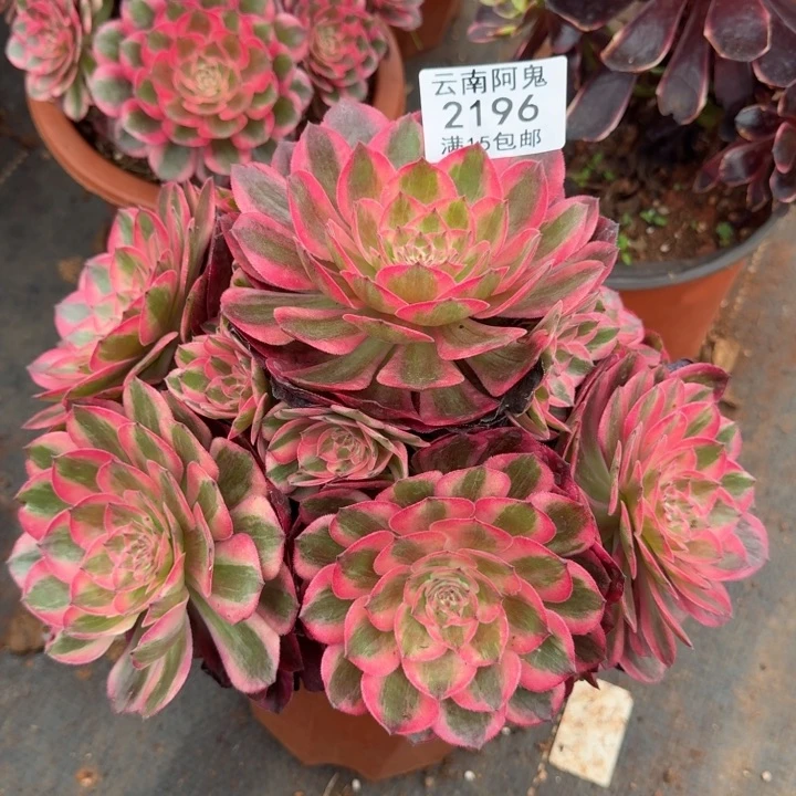 2196号云荷啊啊啊啊