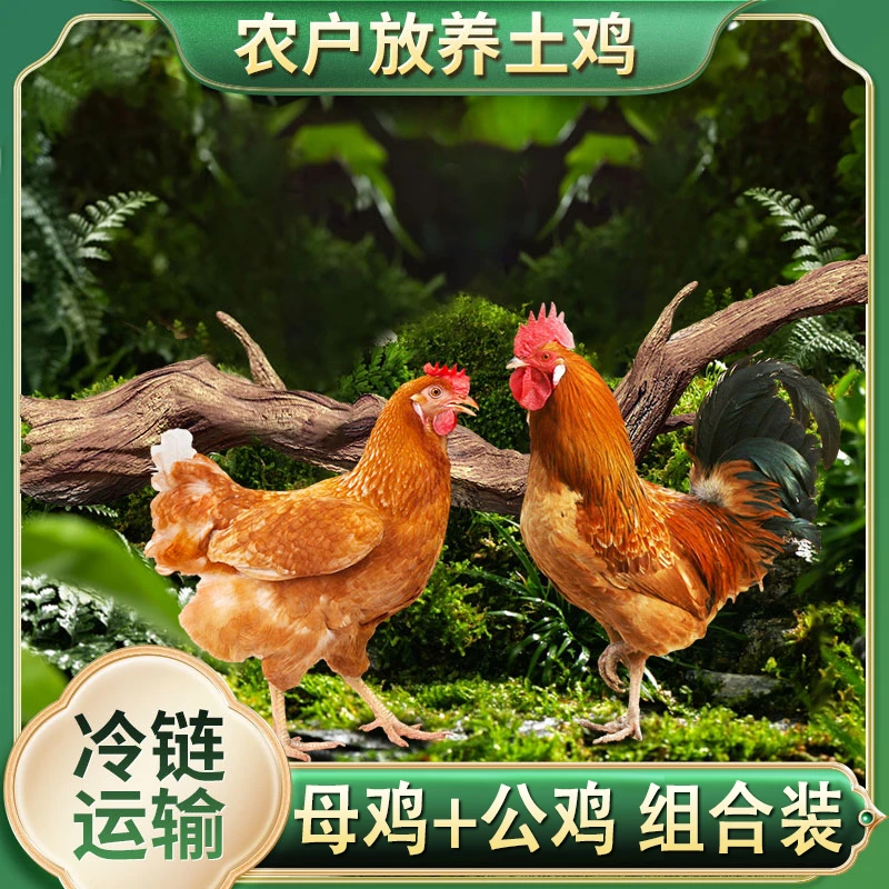 4只2年母鸡+1只公鸡组合5只净重9斤