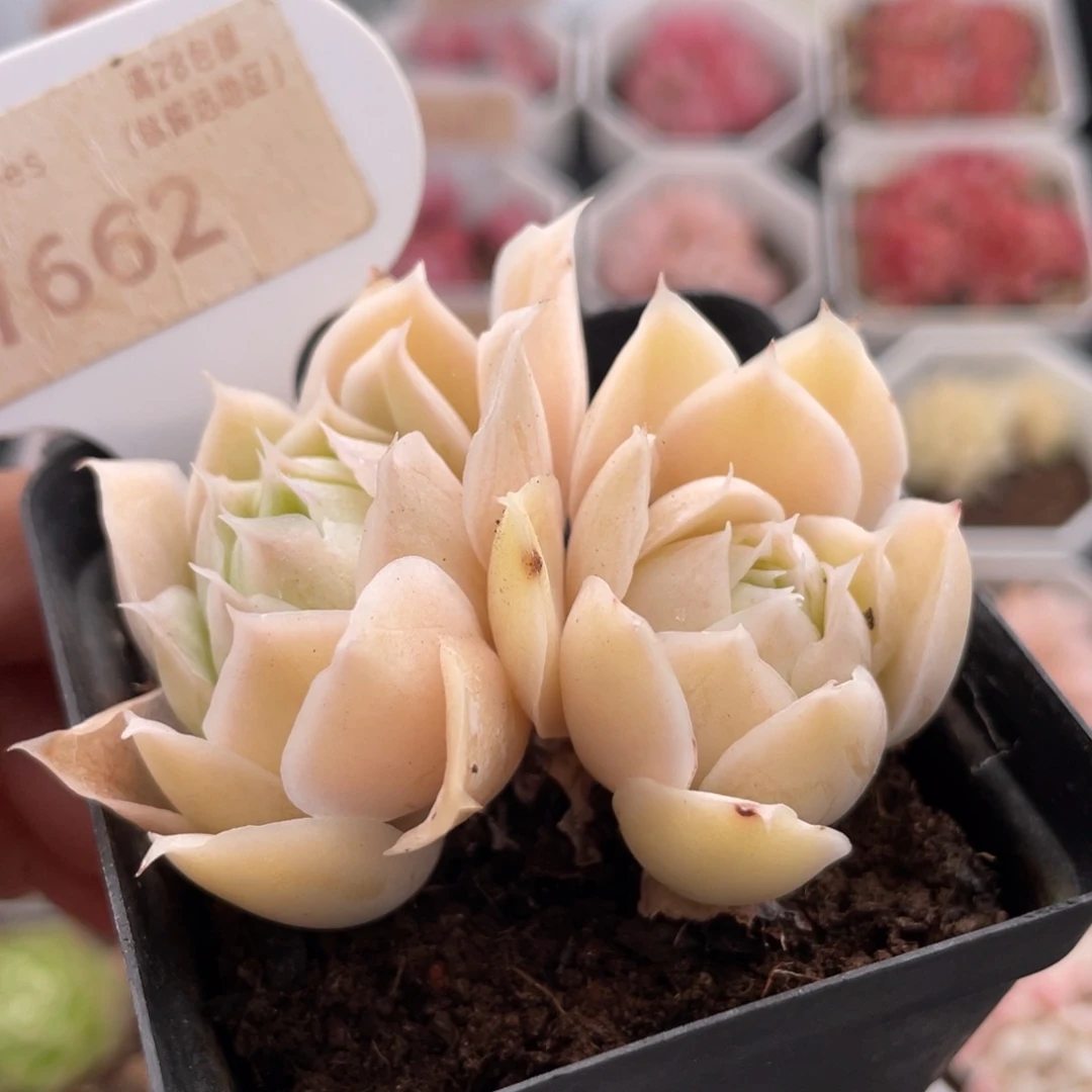 蓝丝绒7662-6.0厘米