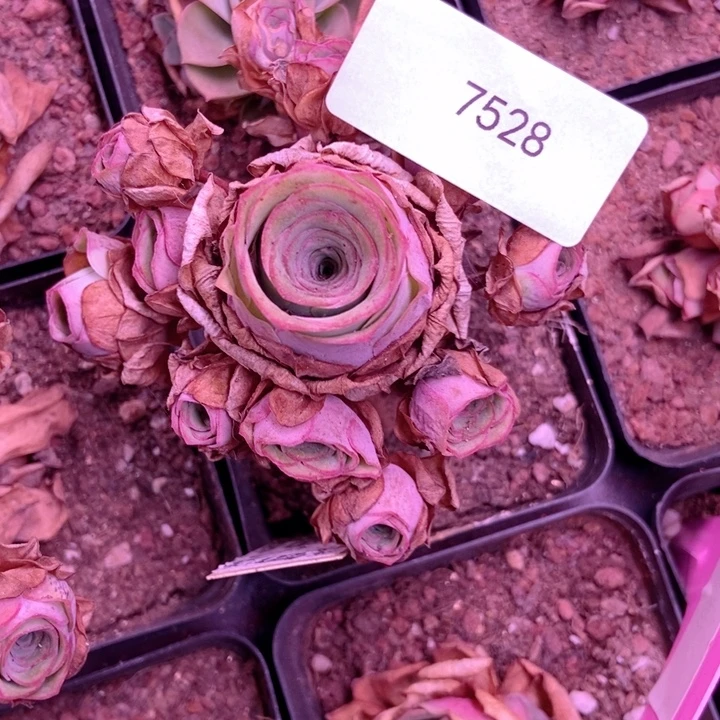 人***戏7528山地玫瑰花群