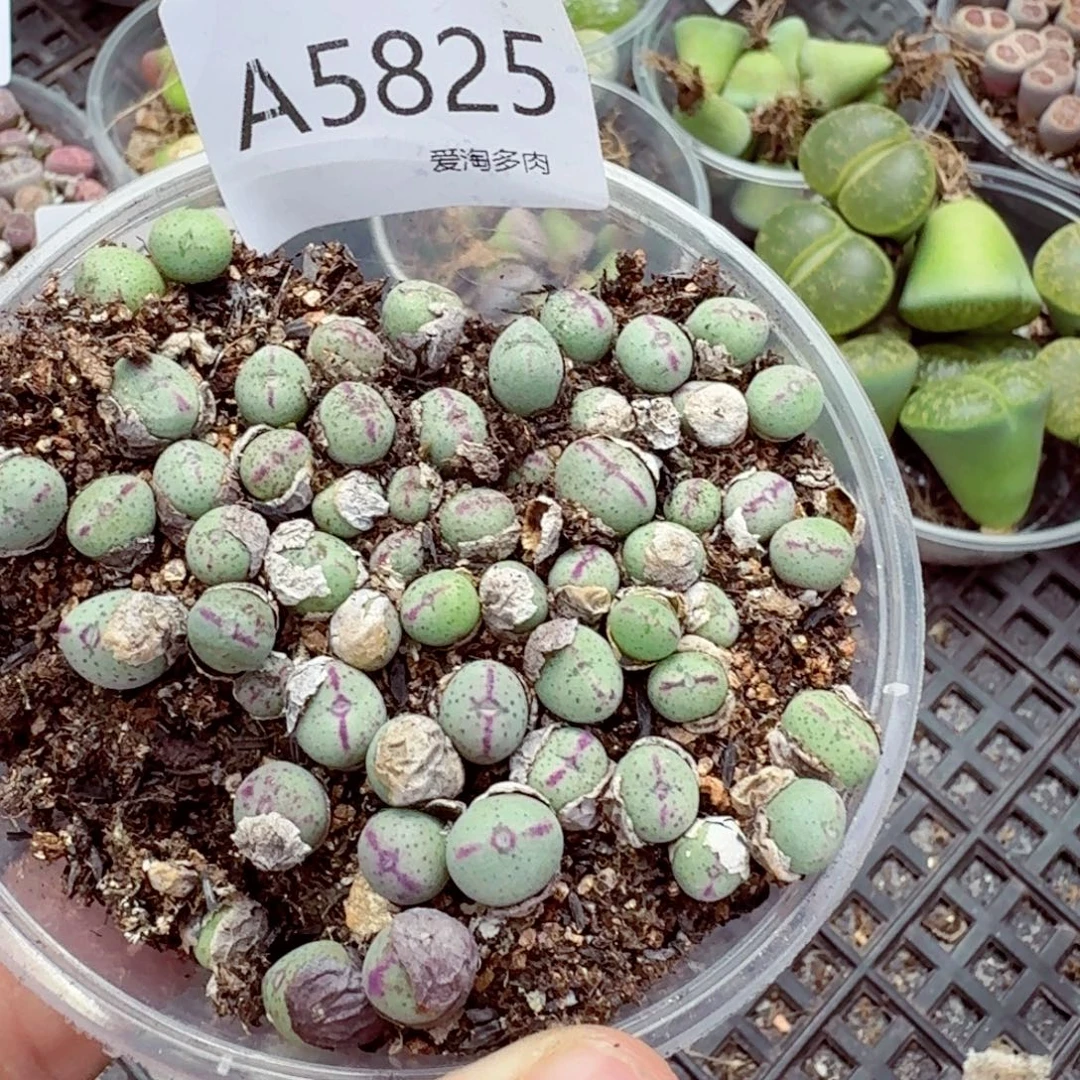 5825—生石花 生石花