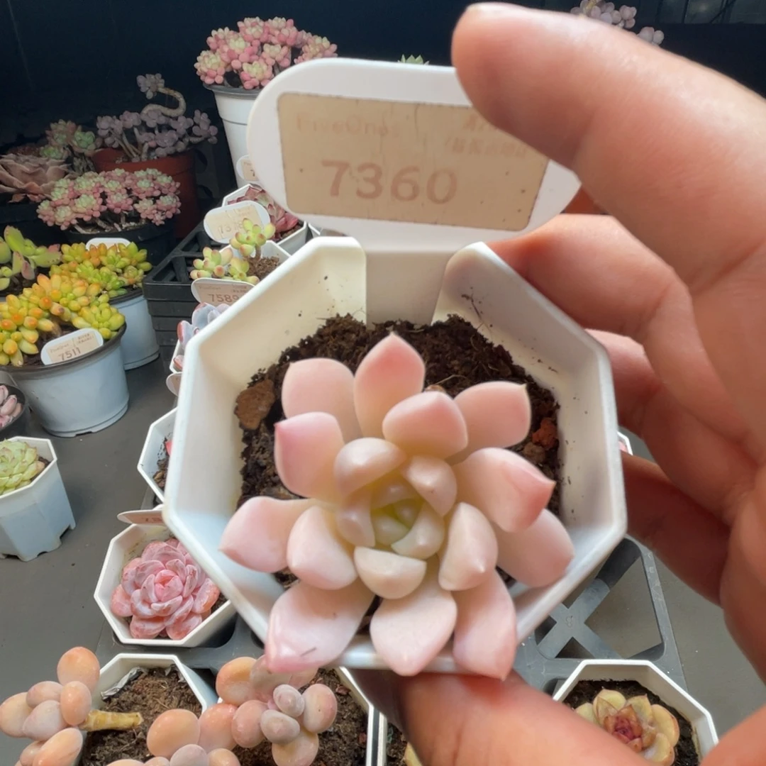 7360白雪 4.5厘米