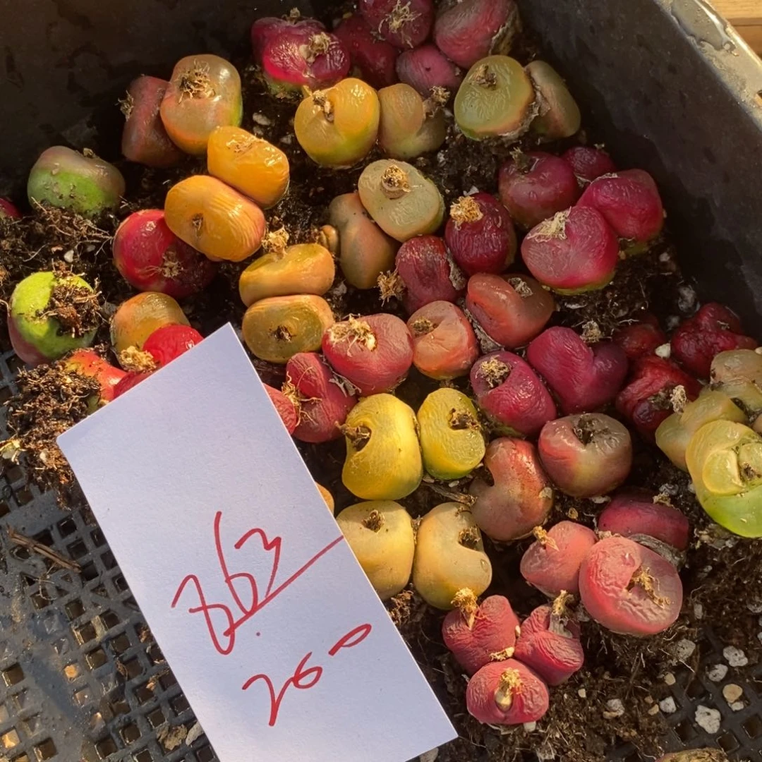 863一组一组一组