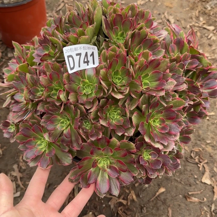 安娜……多肉植物……