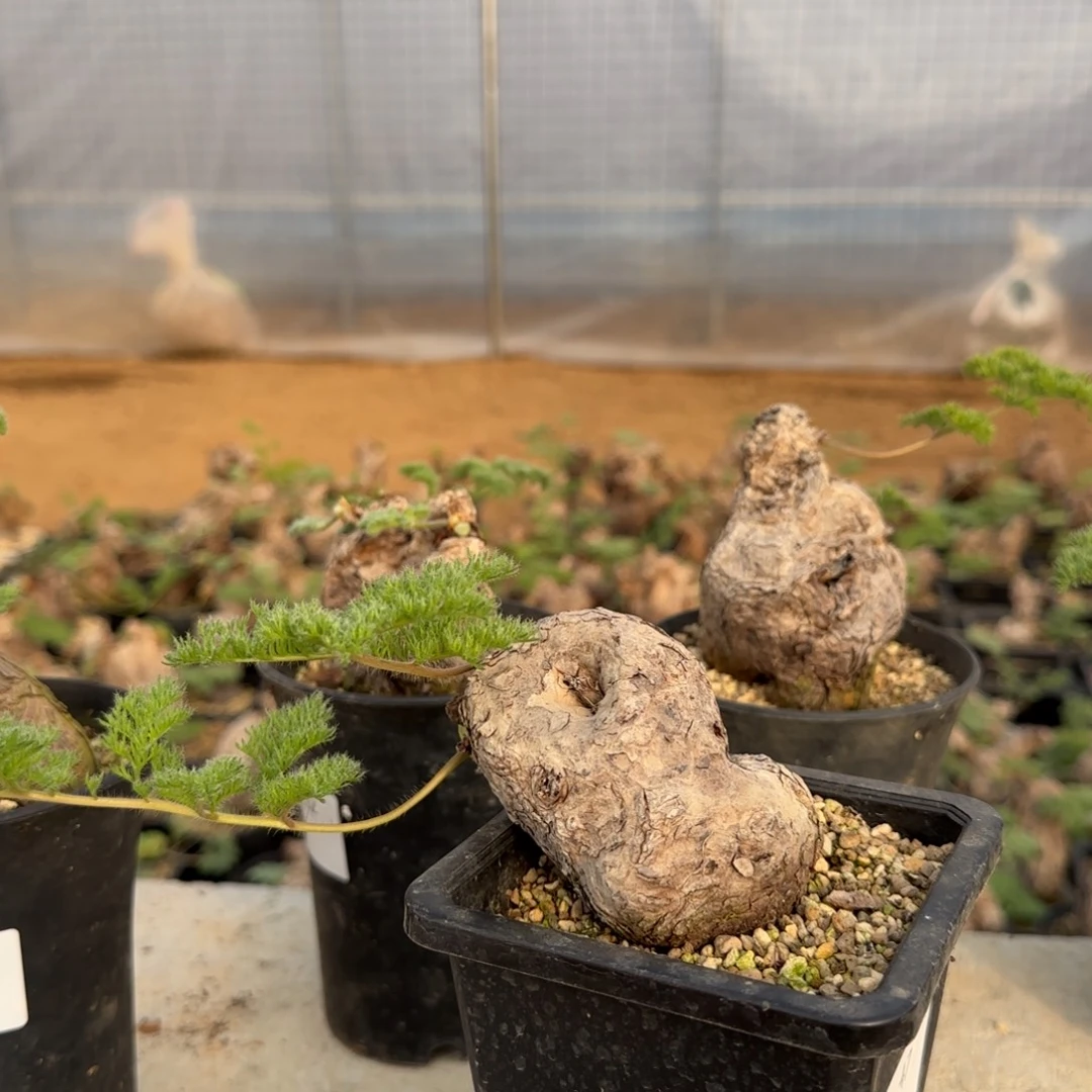 47枯木洋葵块根植物