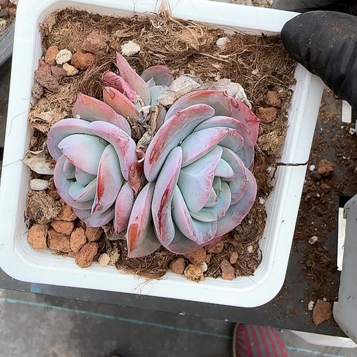 青蛙王子儿童牙膏111